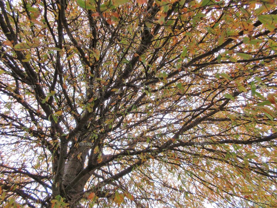 branches in autumn