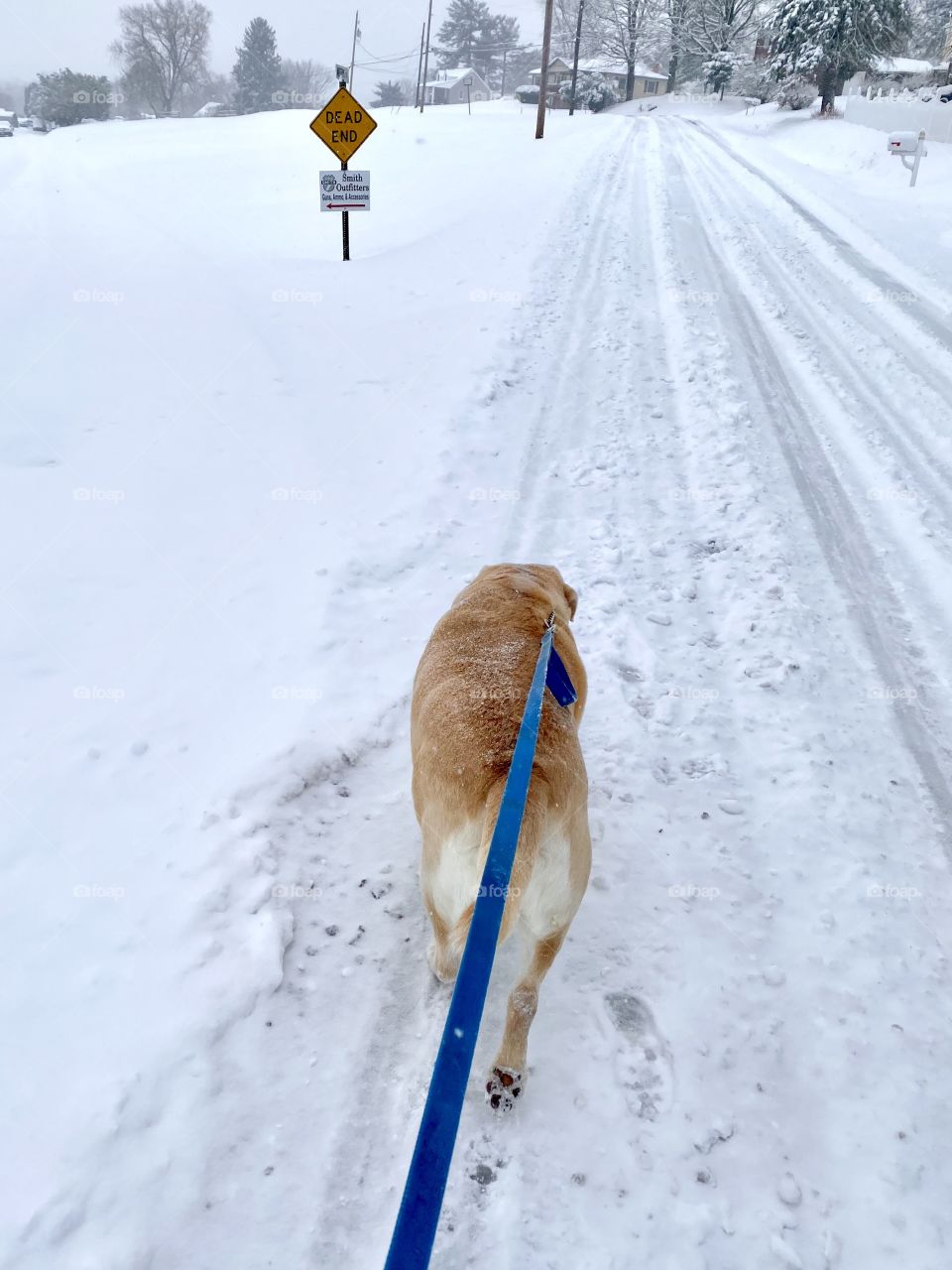 A winter walk in the snow with the dog