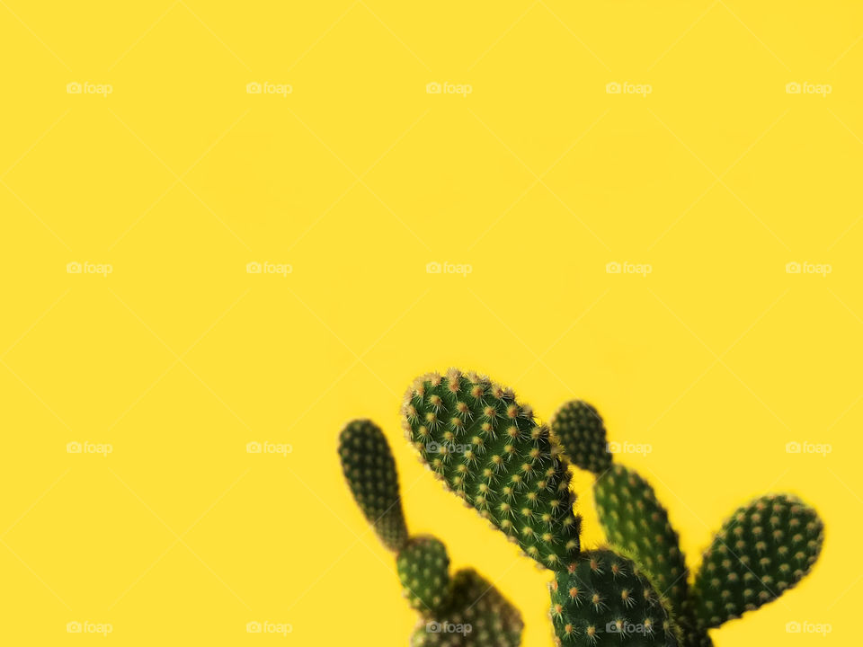 Cactus on yellow background 