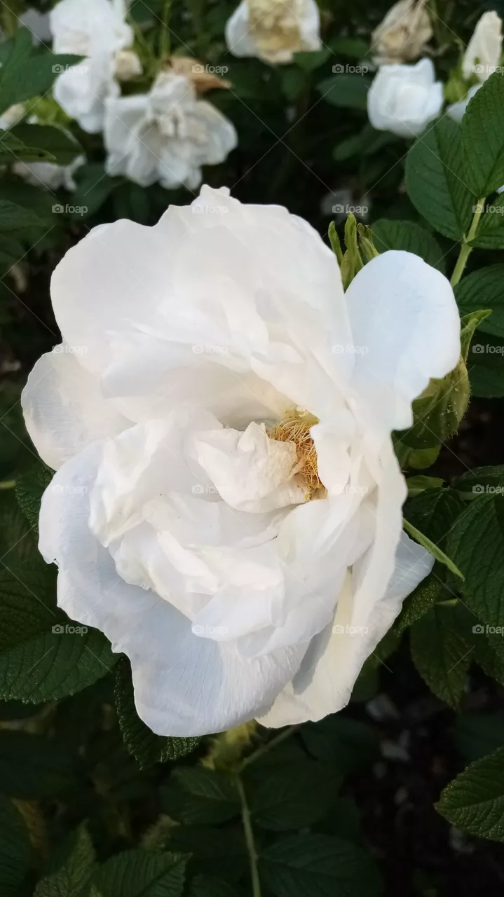 Blumen
