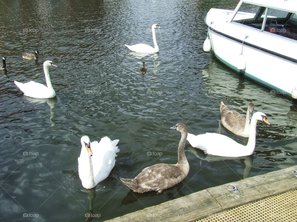 Swan swimming together on the river Thames