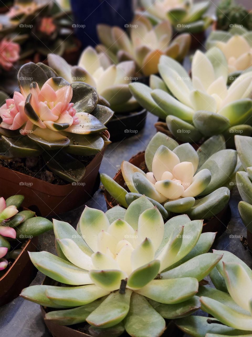 pots of succulent at the florist in Hong Kong