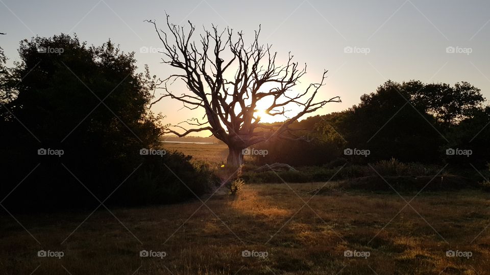 Sunrise trough a shadowy large dead oak tree in an open field flanked by trees and bushes on either side and open view towards a bay behind the oak tree