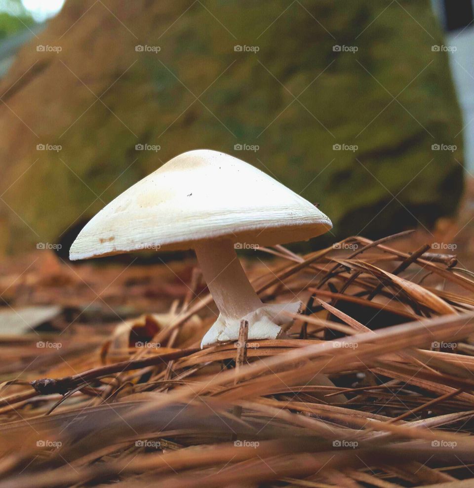 Mushroom. In the yard.
