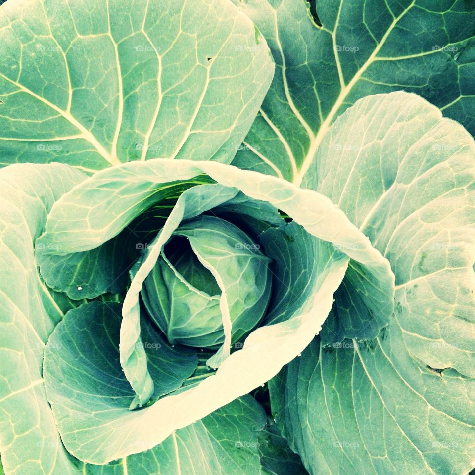 cabbage.....