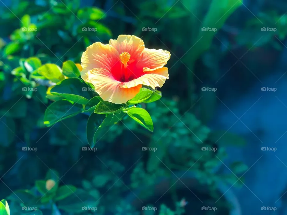 Yellow Orange Hibiscus 