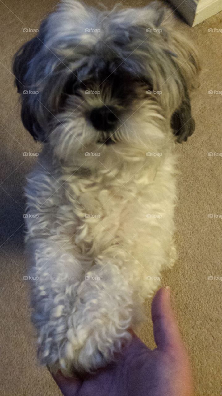 Cute dog obeying command