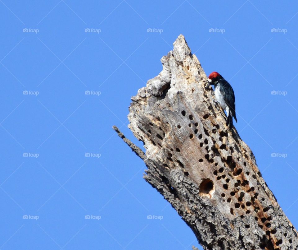 woodpecker pecking on a tree with blue skies in the background
