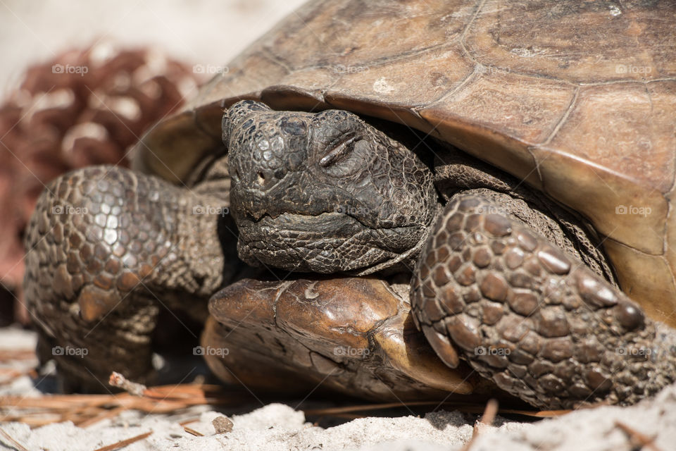 Gopher tortoise with its eyes closed