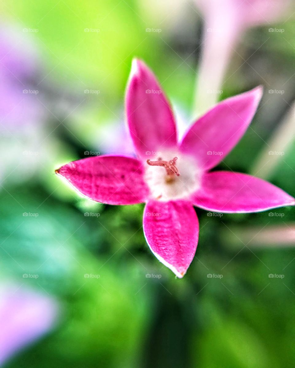 Single Penta Flower