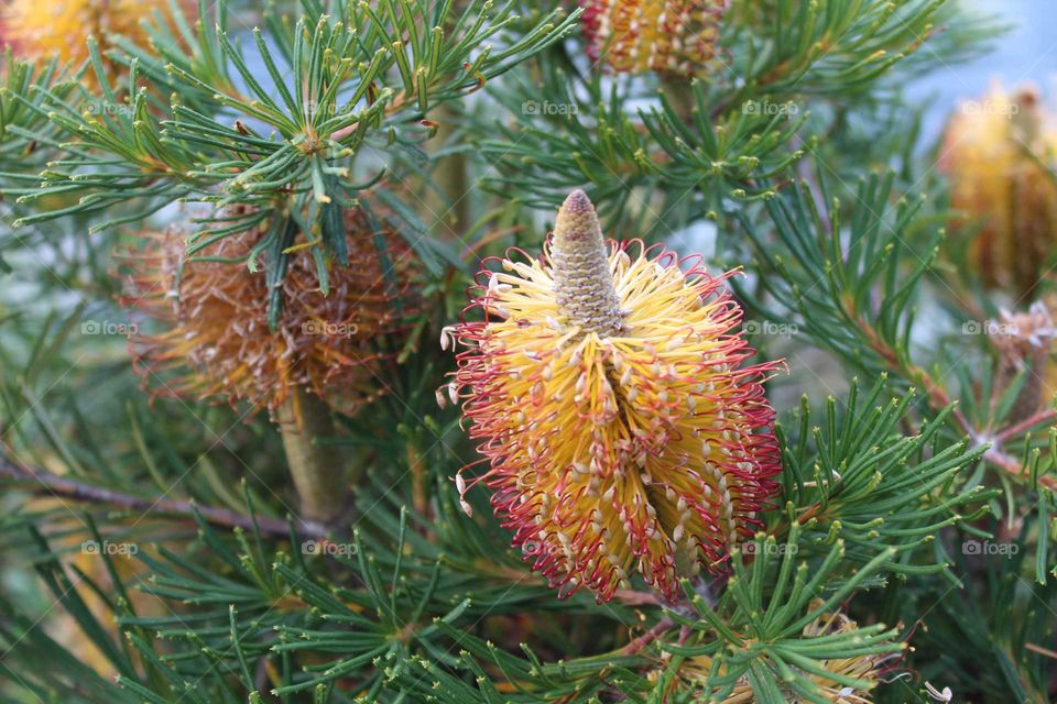 Australian Native Banksia Flower