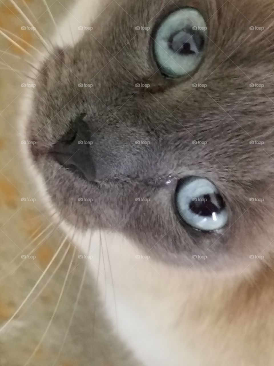 Close-up of a cat looking up