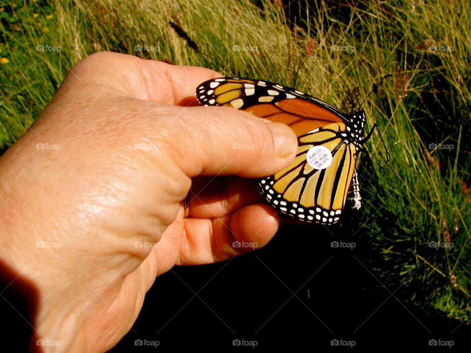 italy butterfly fall autumn by miowan