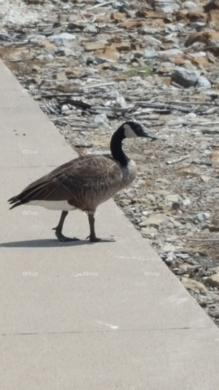 goose
