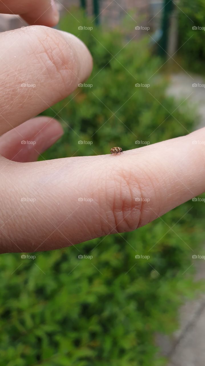 tiny little bug on my finger