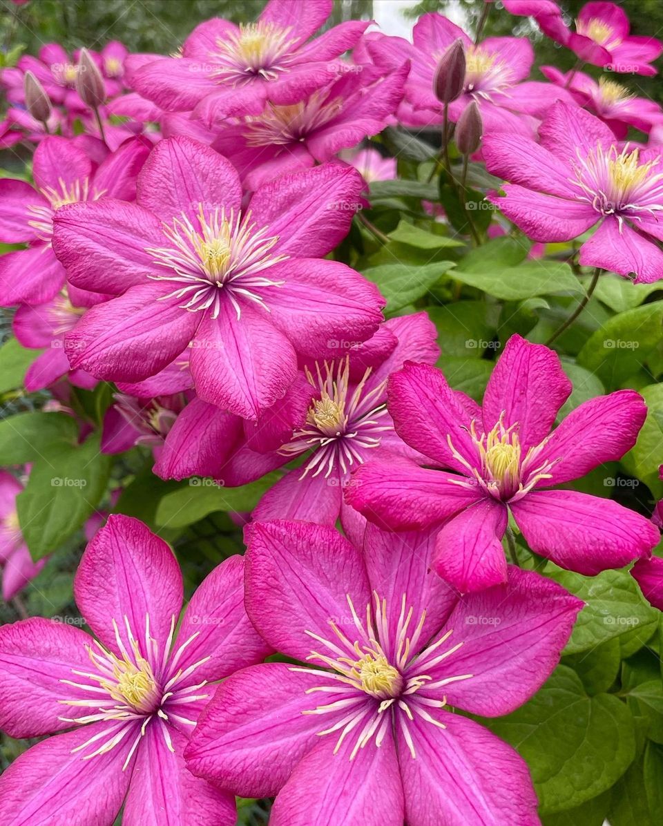 Clematis 💖