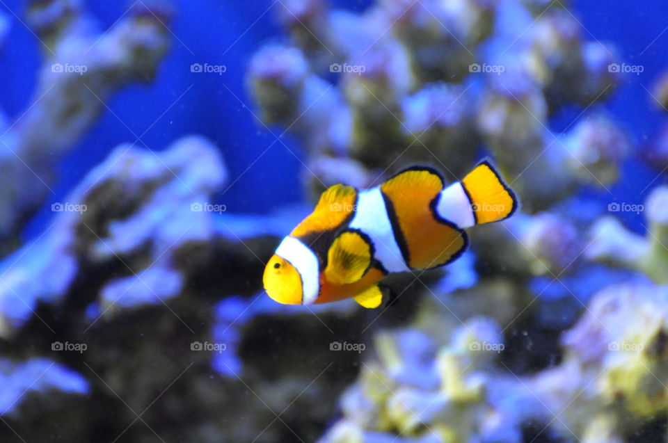 Clown fish