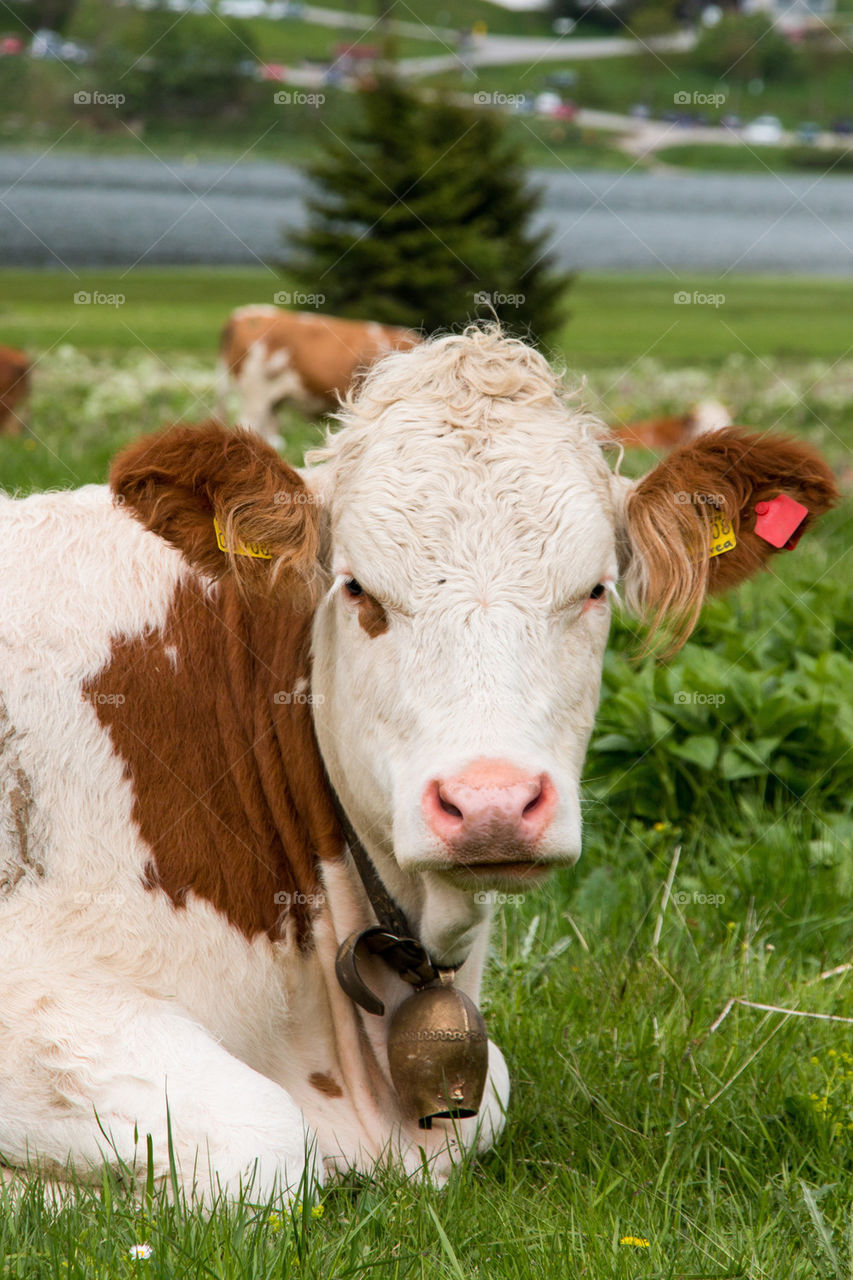 Close-up of cow