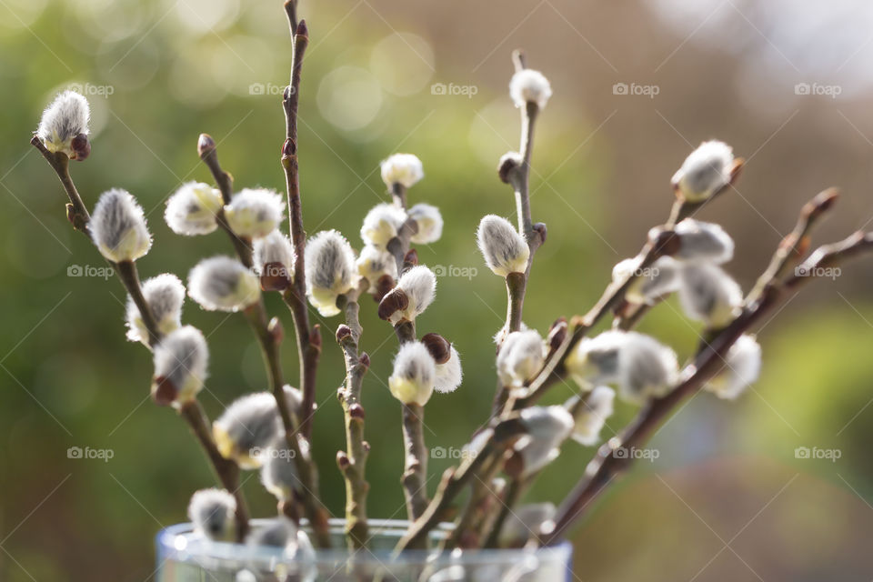 Bouquet of tree branches with willow twigs in early spring 