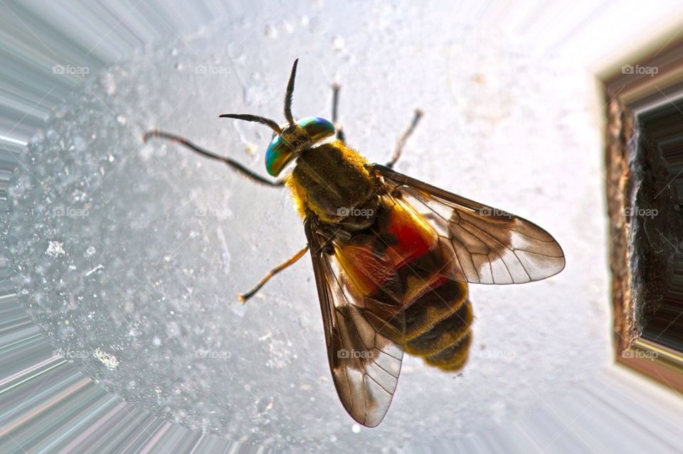 natur hdr fly fluga by cekari