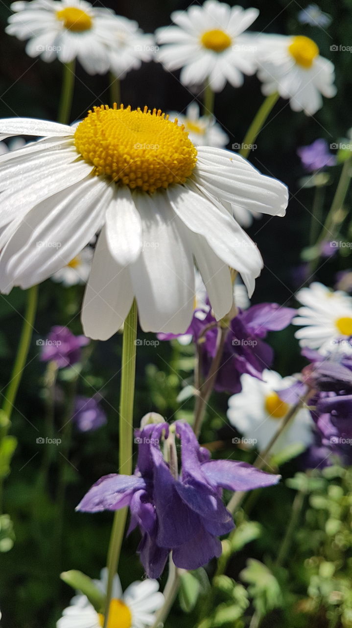 chamomile in a garden closeup