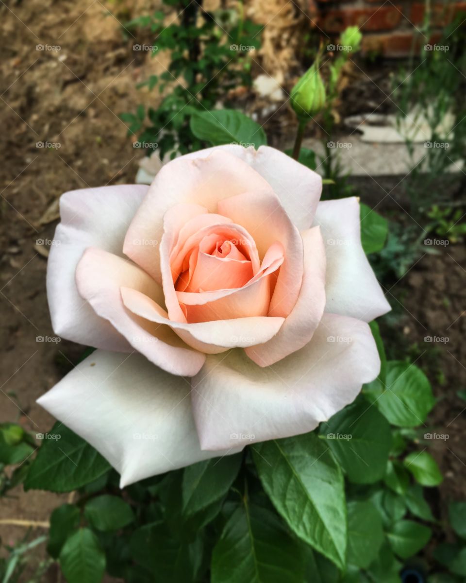 Beautiful pale pink rose