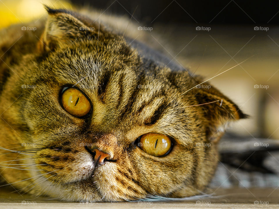 beautiful brown stripped scottish fold cat against a blurred background