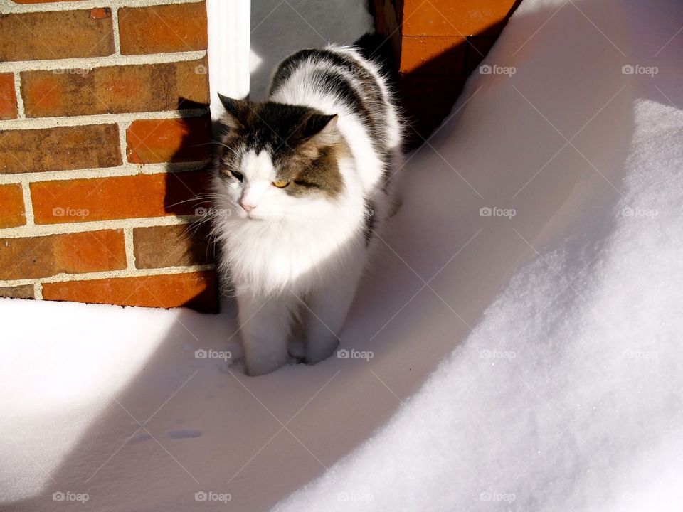 Snowy kitty