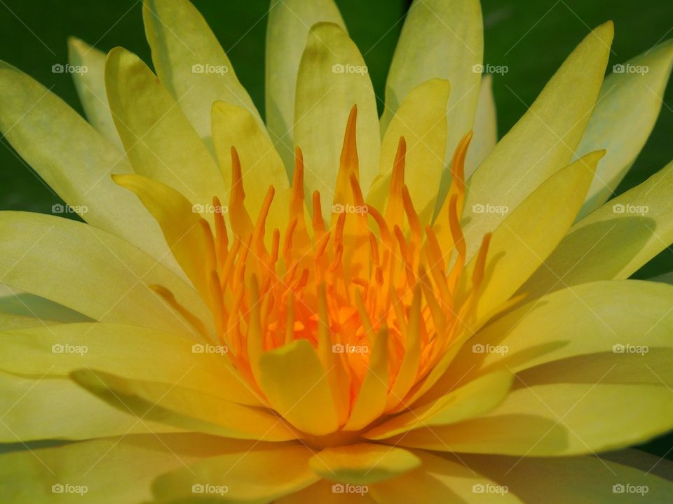 A beautiful blooming yellow lotus