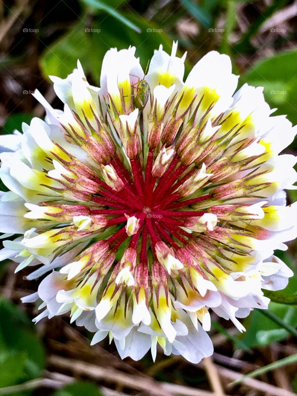 Bright Clover