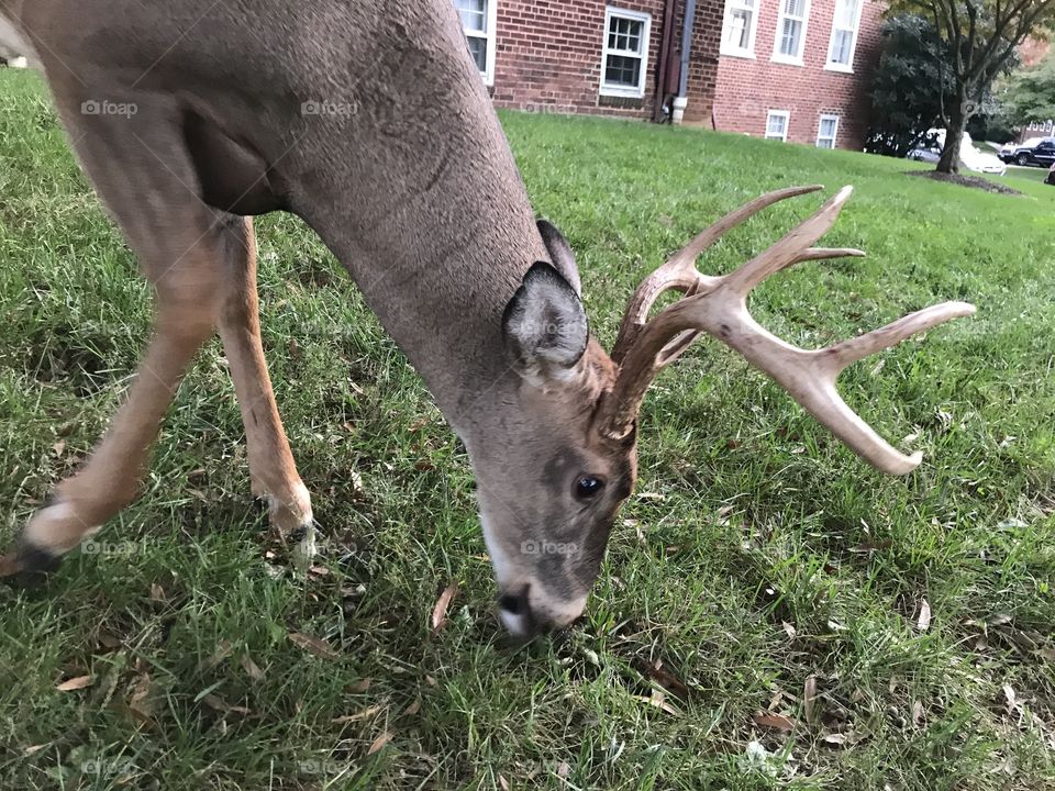 Close up of a buck deer grazing on the green grass of a lawn in front of brick apartment buildings