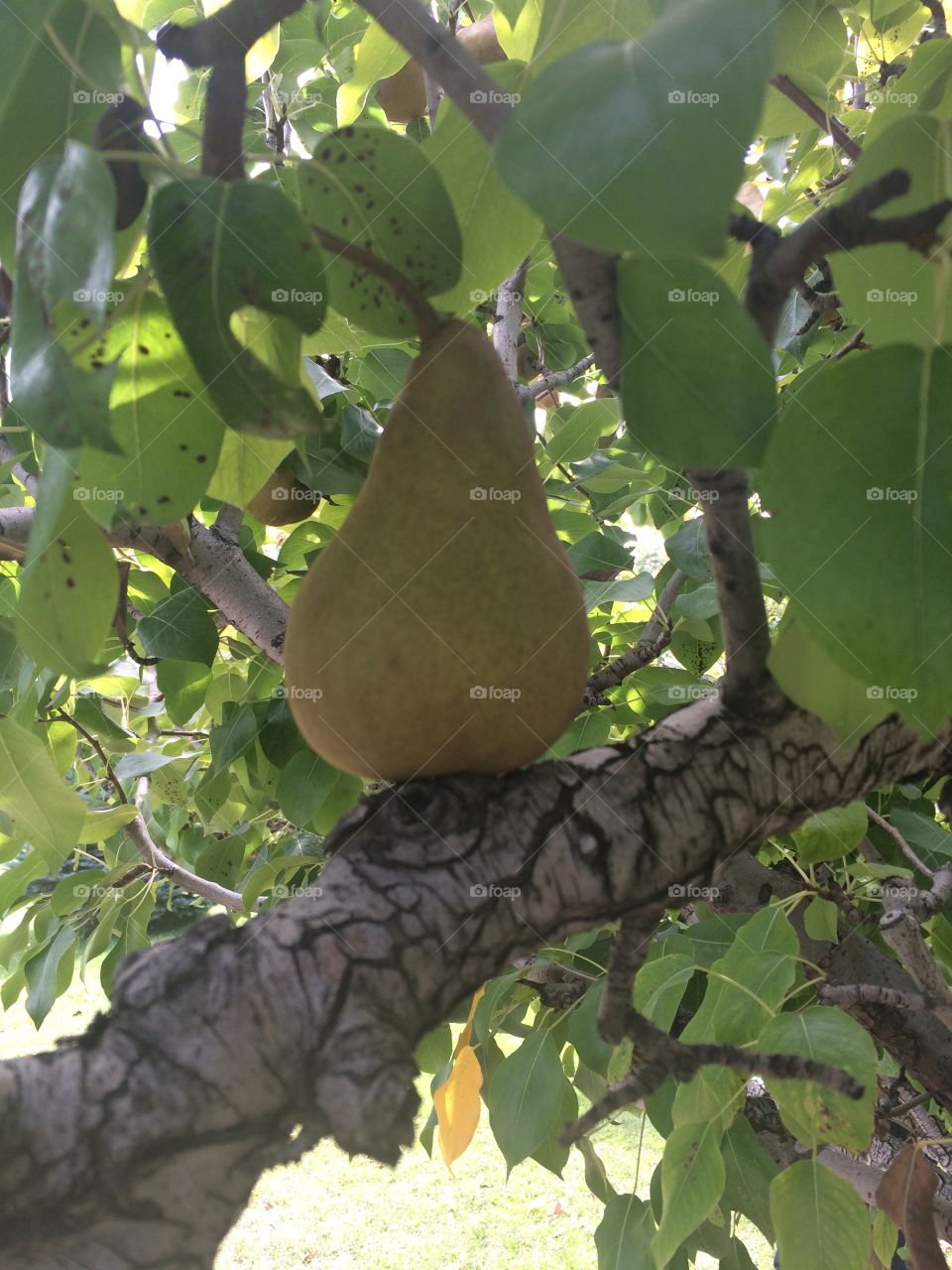 The lazy pear