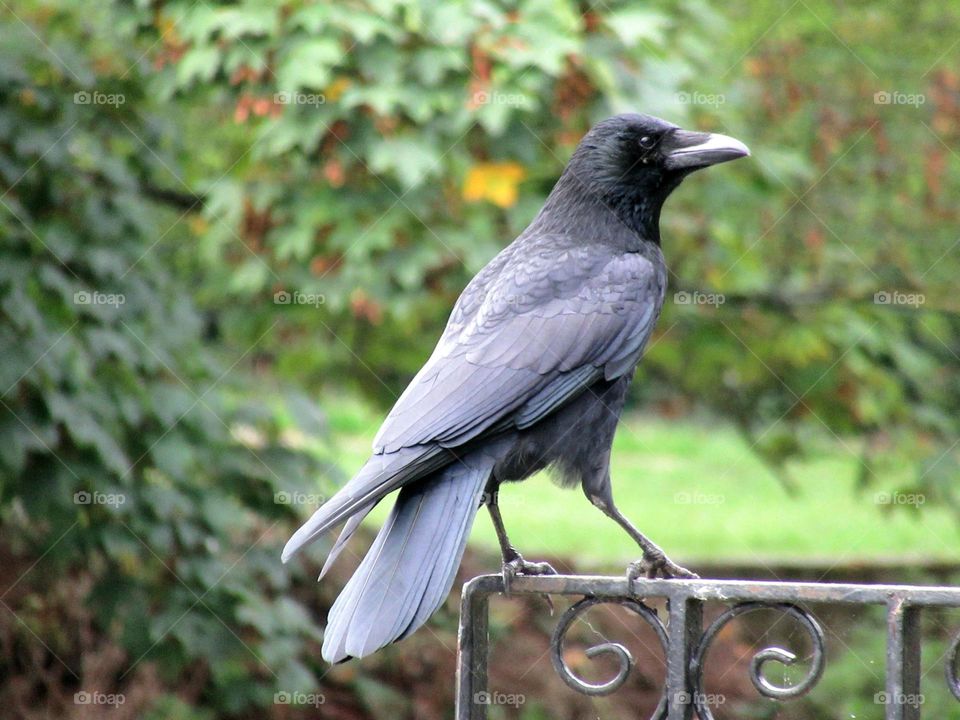 crow perched on the gate