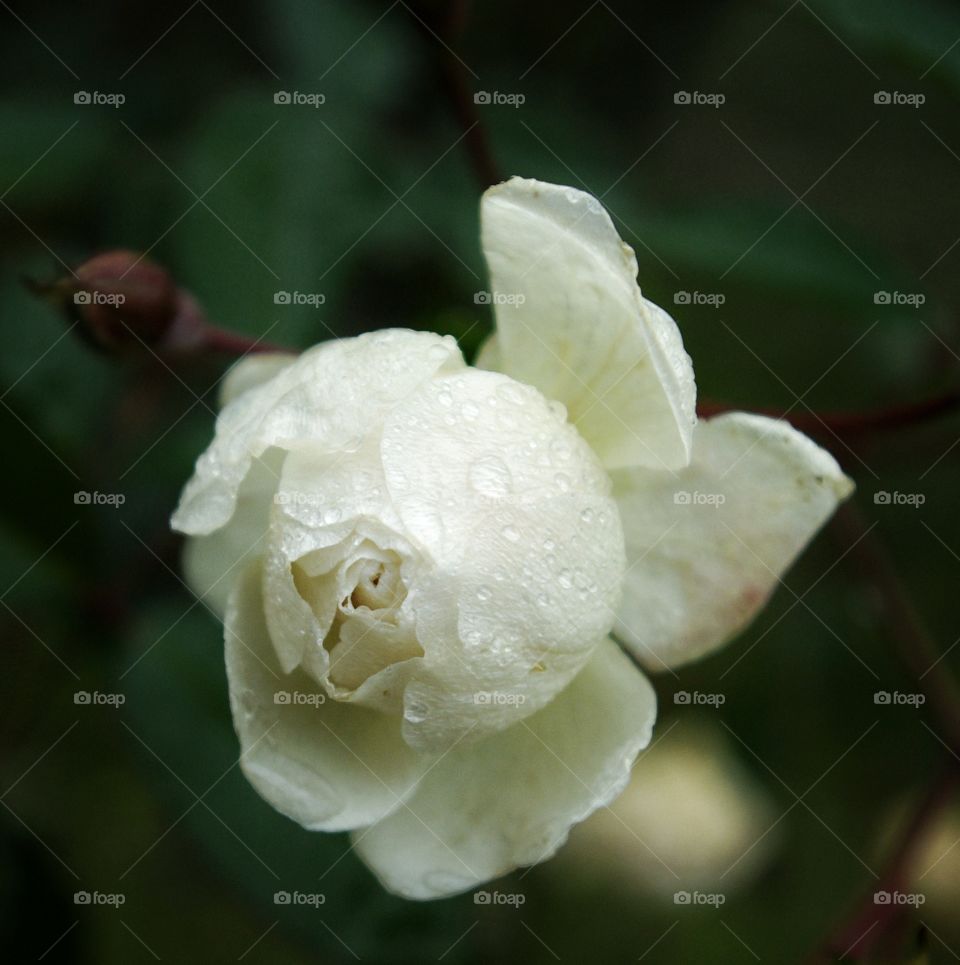 Close-up of white rose with water drop
