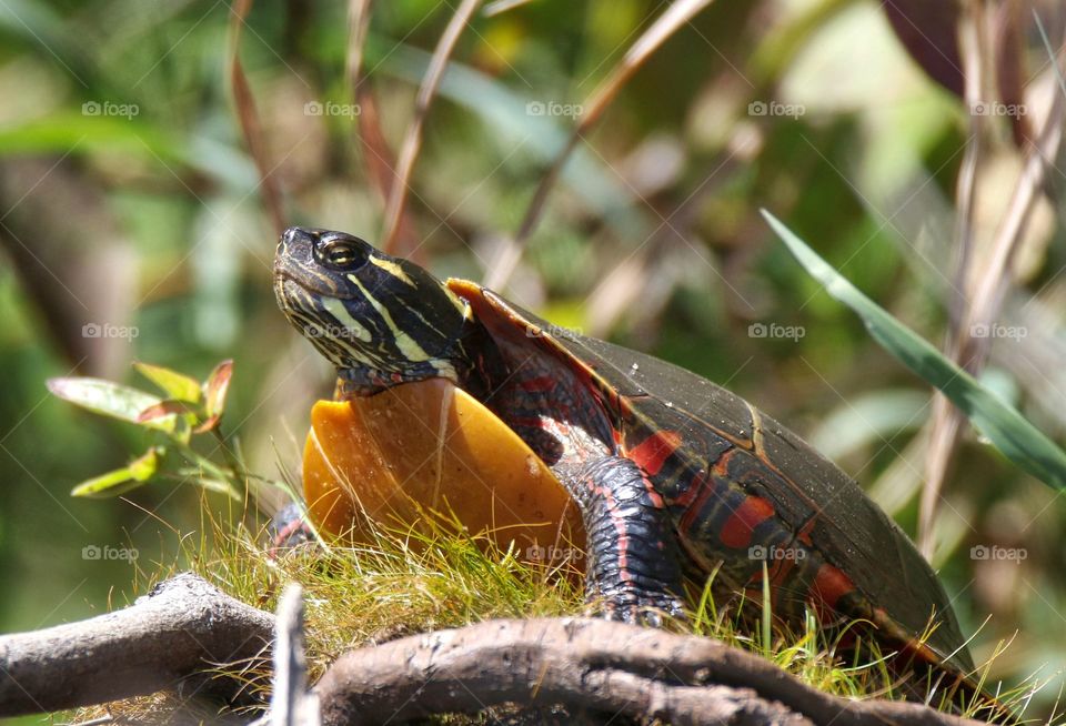 Afternoon sun with a Painted Turtle
