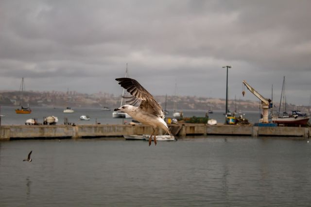 Seagull's flight