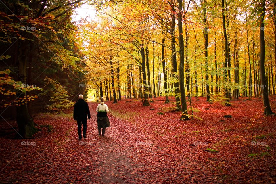 An elderly couple seen walking together admiring the beauty of the forest located at the suburban Copenhagen.