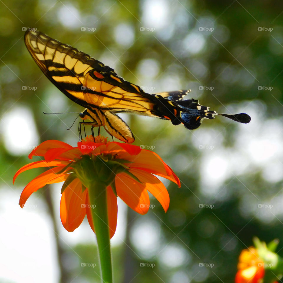 Butterfly on orange flower