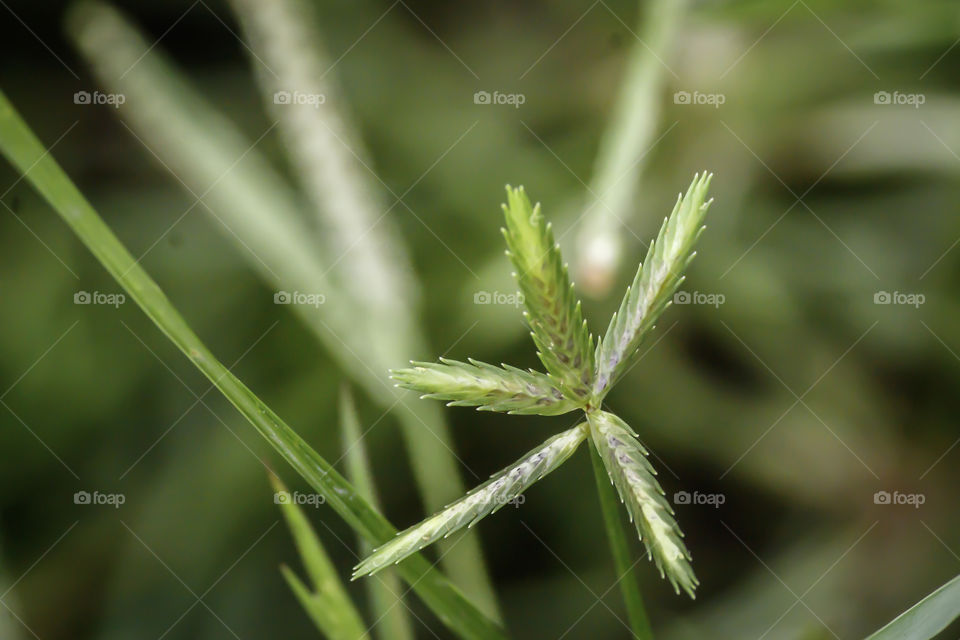 Sprout seed and green leaf. Fresh baby young plant growing in outdoor natural sunlight in vegetable garden field environment. Springtime outdoor macro photography. Beginning of new life grow concept.