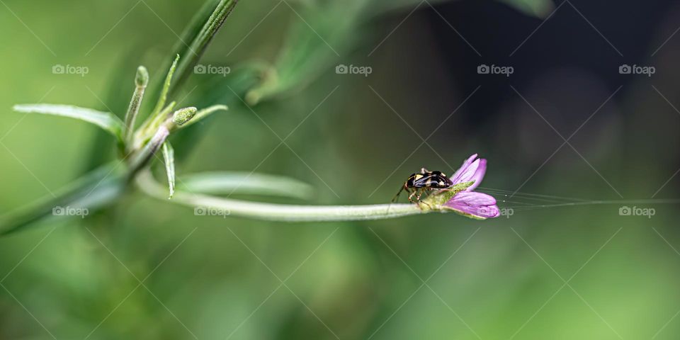 the small insect of great importance for the ecological balance
