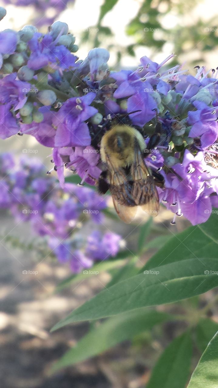 Bee on Purple Blooms