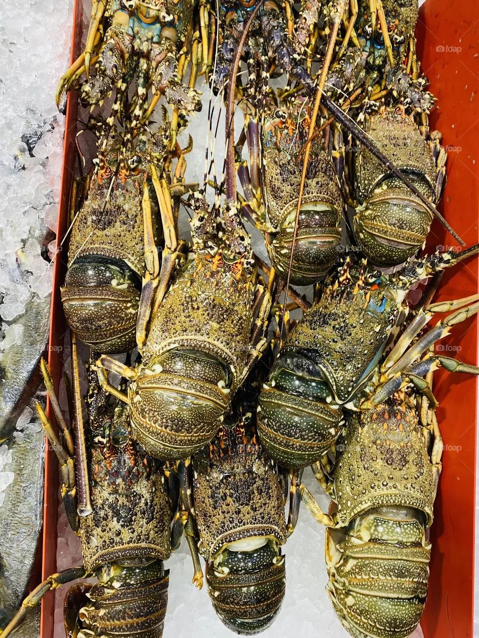Lobster 