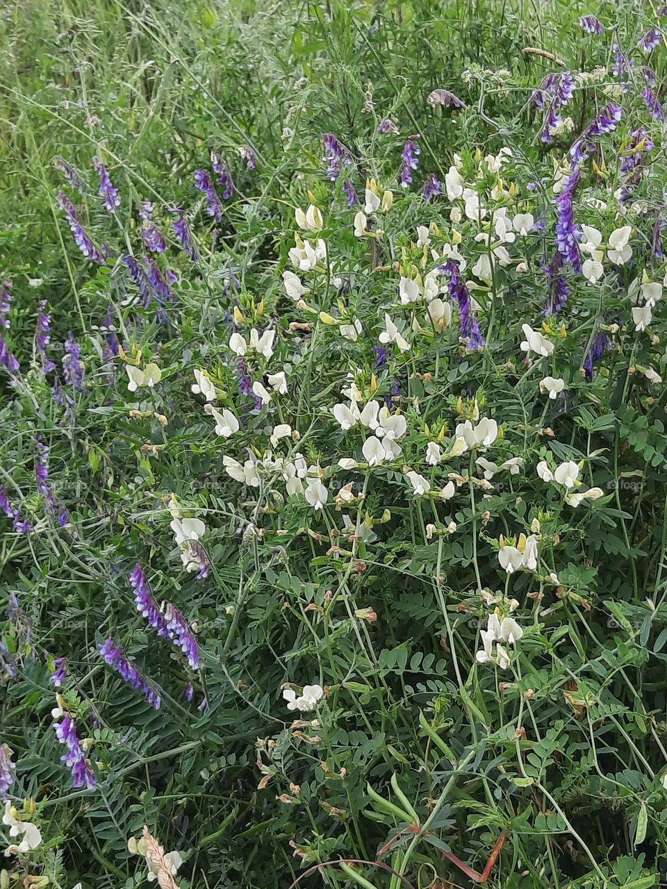 summer wild meadow flowers