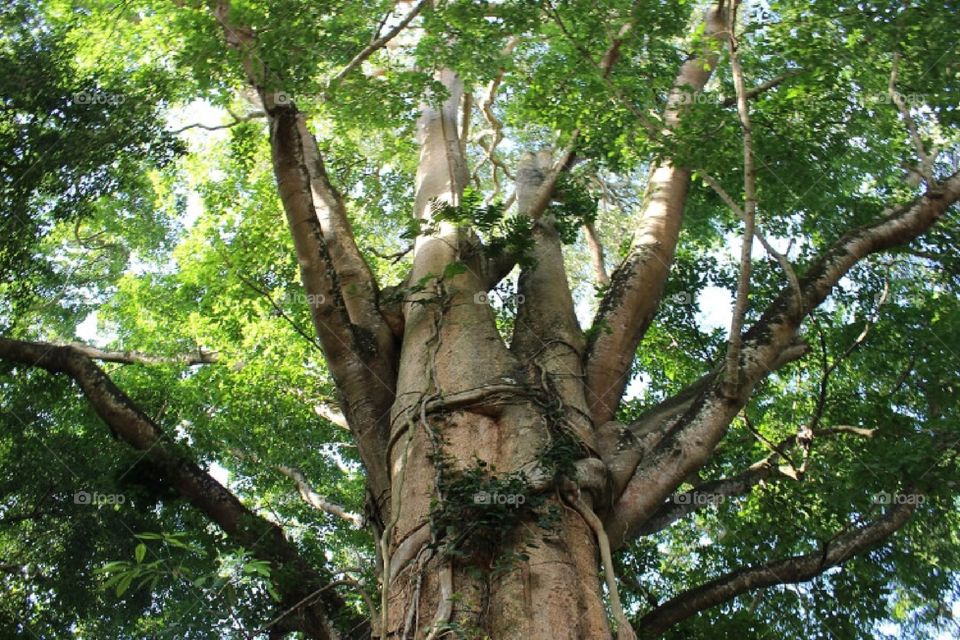 Ubud Monkey forest, Bali
