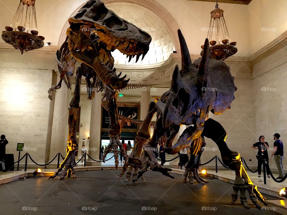 Natural History Museum dinosaurs 