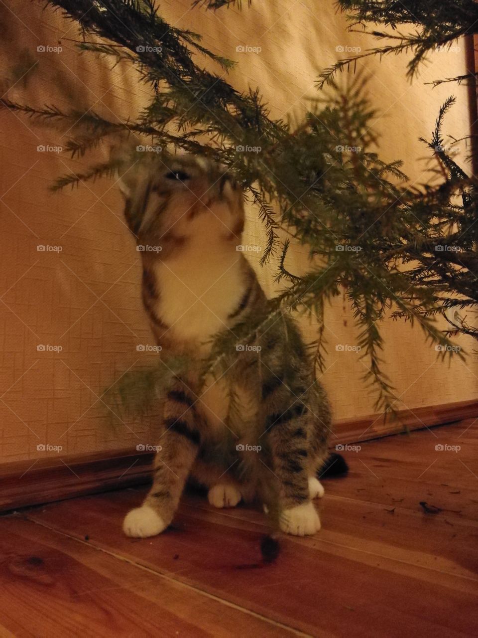 Kitty in Christmas