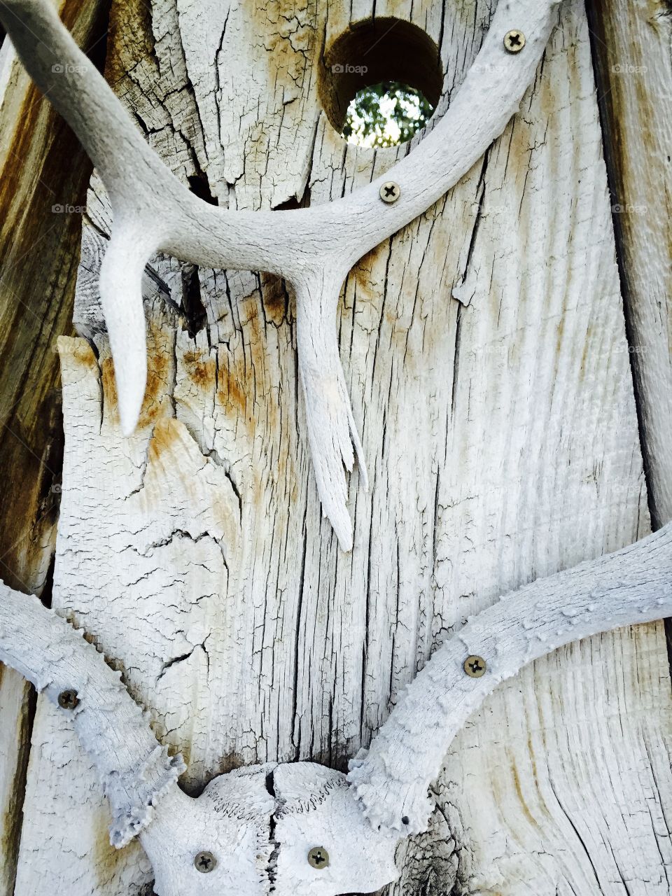 Rustic Antler on Wood. And old deer antler displayed on weathered wood