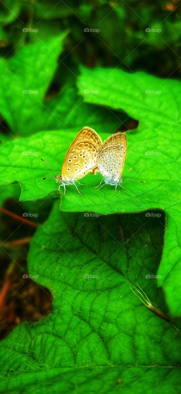 They have found their heaven of love