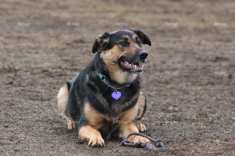 Fun at the dog park on a drizzly winter day. Pretty muddy, some grass, but the pups are always more interested in the mud. Mostly big dogs today which was a little intimidating as my Boston Terriers were a little snarky but they all had fun!!!🐶