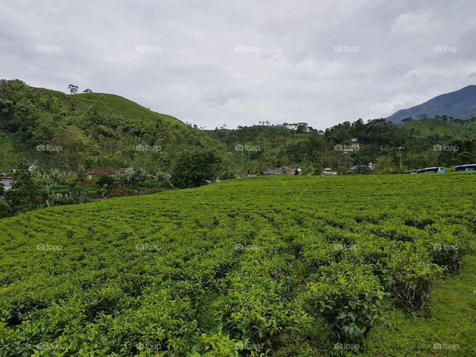 Tea, Kemuning, Karanganyar, Indonesia.